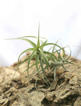 Tillandsia bergeri