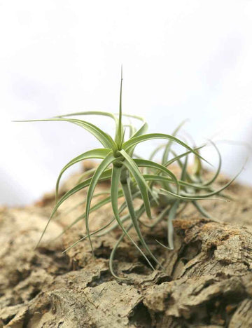Tillandsia bergeri