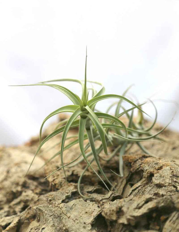 Tillandsia bergeri