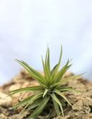 Tillandsia velutina plante aérienne 10 à 12 cm - Idéale pour décoration intérieure