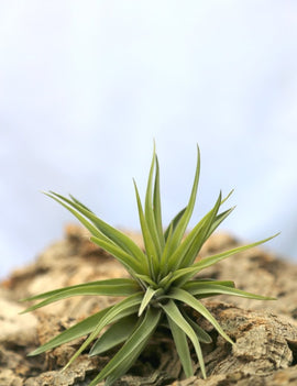 Tillandsia velutina plante aérienne 10 à 12 cm - Idéale pour décoration intérieure