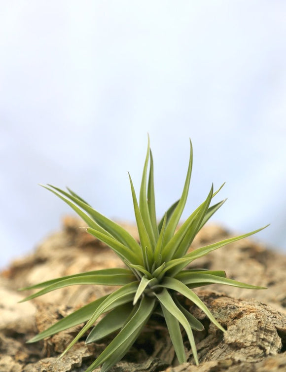 Tillandsia velutina plante aérienne 10 à 12 cm - Idéale pour décoration intérieure