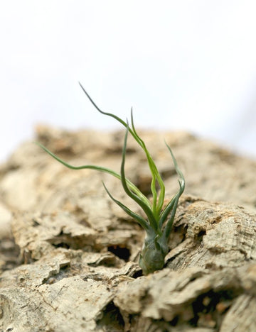 Tillandsia bulbosa - 5 à 8 cm