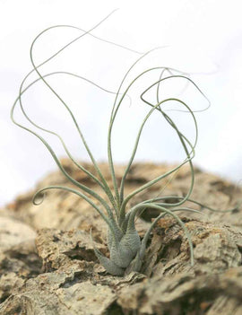 Tillandsia butzii