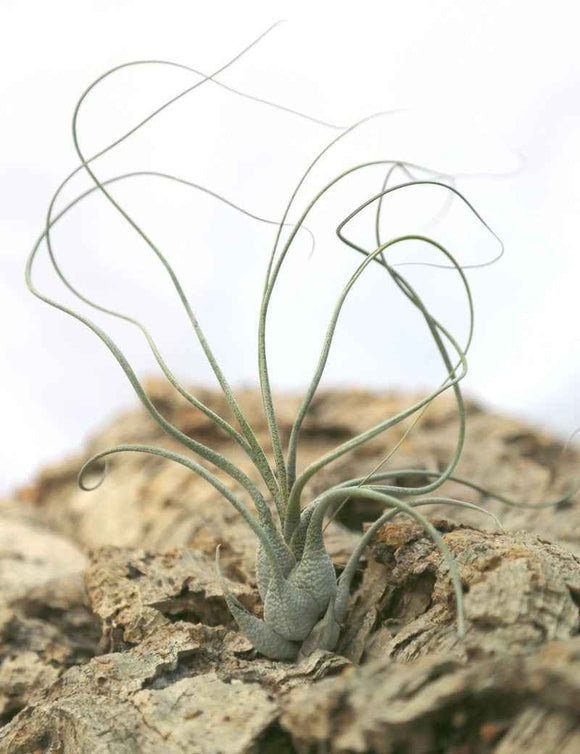 Tillandsia butzii