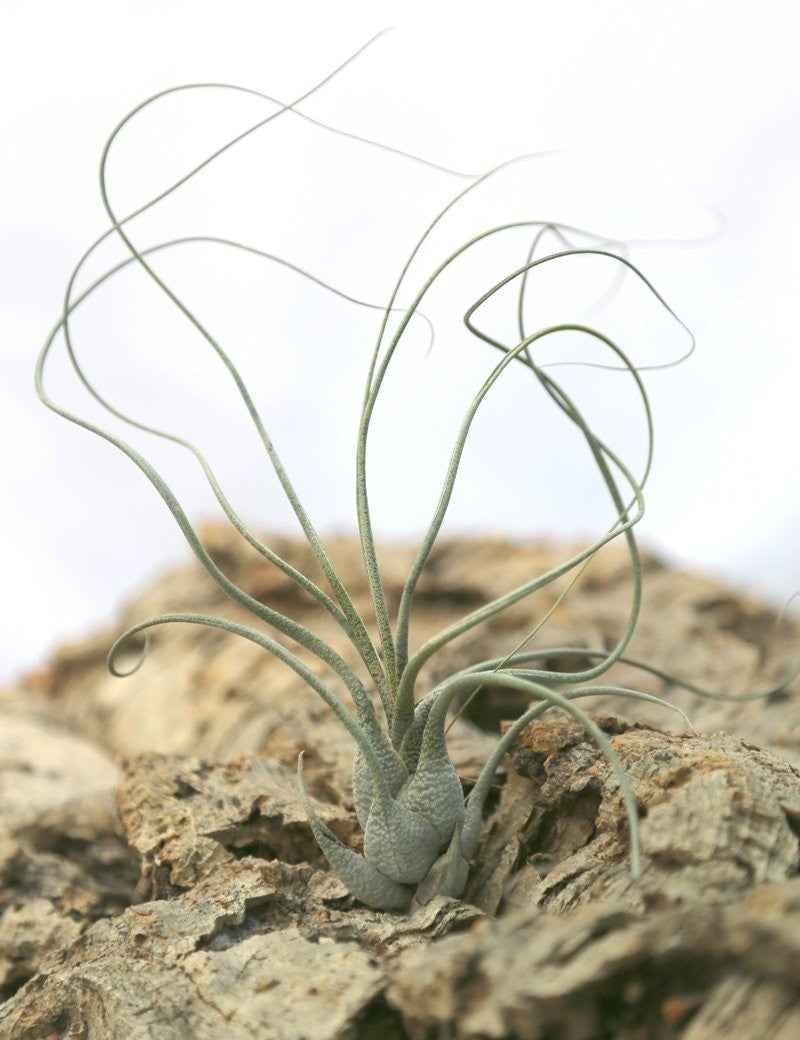 Tillandsia butzii