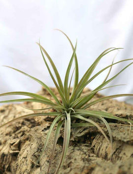 Tillandsia capitata 'Peach' - 15 à 20 cm