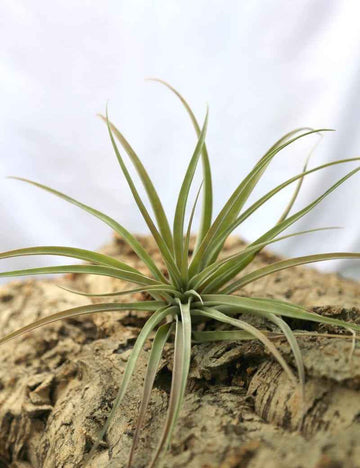 Tillandsia capitata 'Peach' - 15 à 20 cm