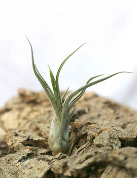Tillandsia caput-medusae - 12 à 18 cm