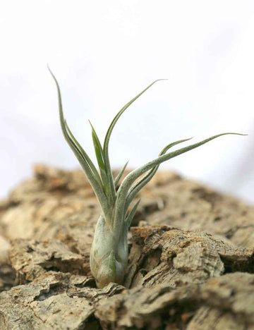 Tillandsia caput-medusae - 12 à 18 cm