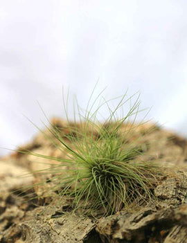 Tillandsia filifolia - 10 à 12 cm