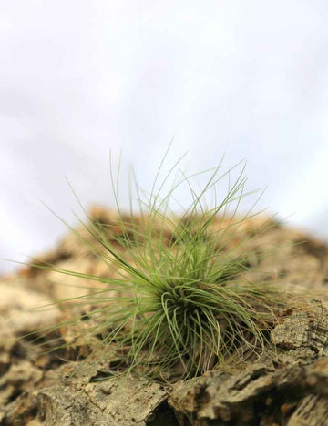Tillandsia filifolia - 10 à 12 cm