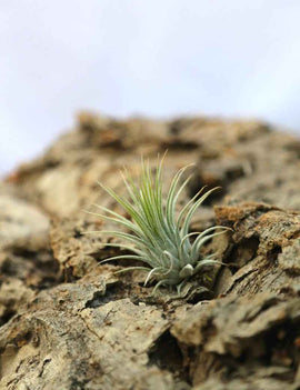 Tillandsia ionantha var. ionantha - 4 à 6 cm