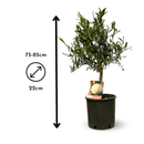 Eremorange 80 cm - clicktofournisseur.com