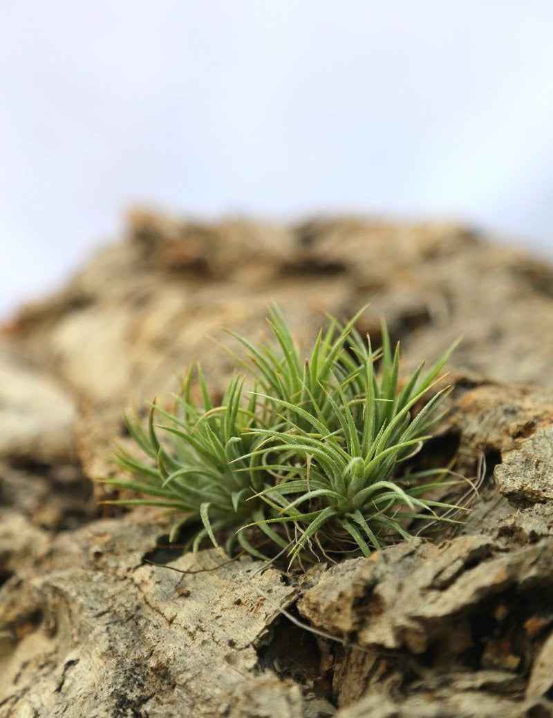 Tillandsia ionantha 'Mexico' - 7 à 9 cm