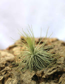 Tillandsia magnusiana