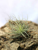 Tillandsia oaxacana - 7 à 10 cm