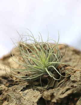 Tillandsia oaxacana - 7 à 10 cm