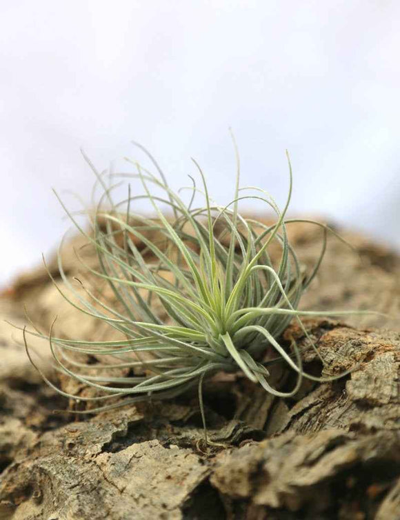 Tillandsia oaxacana - 7 à 10 cm