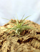 Tillandsia pohliana - 12 à 18 cm