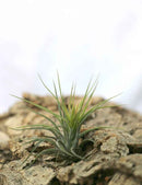 Tillandsia scaposa - 8 à 10 cm