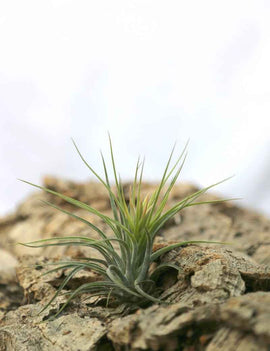 Tillandsia scaposa - 8 à 10 cm