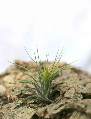 Tillandsia scaposa - 8 à 10 cm