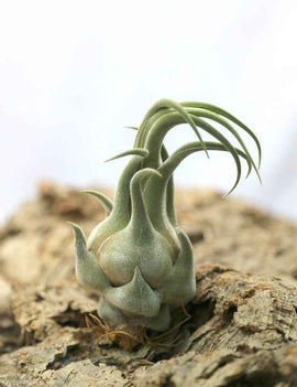 Tillandsia seleriana - 15 à 20 cm