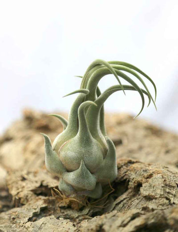 Tillandsia seleriana - 15 à 20 cm
