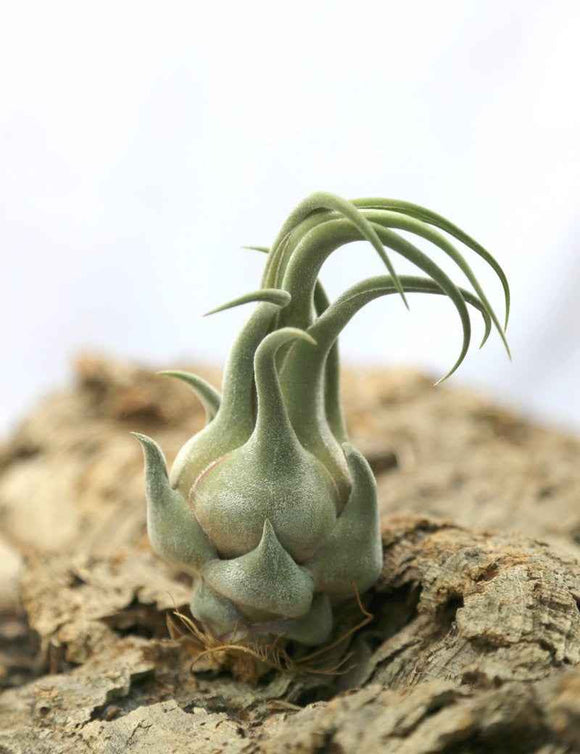 Tillandsia seleriana - 15 à 20 cm