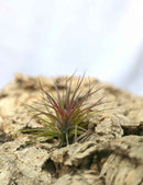 Tillandsia tenuifolia - 8 à 10 cm