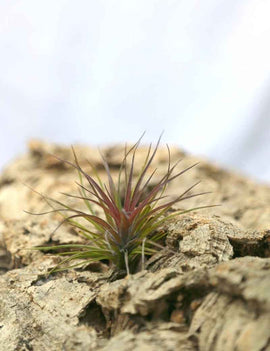 Tillandsia tenuifolia - 8 à 10 cm