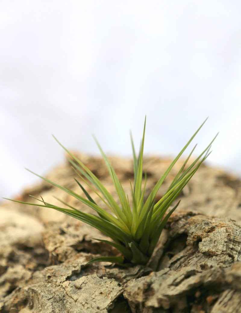Tillandsia tricolor var. melanocrater