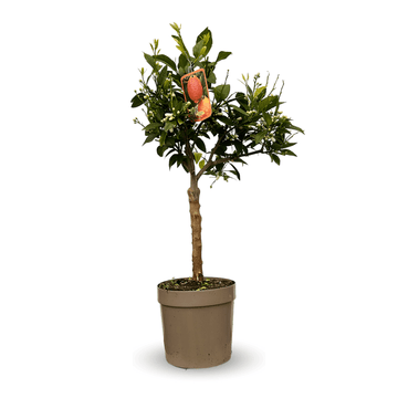 Citronnier Rosso 80 cm - clicktofournisseur.com