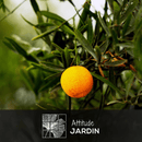 Eremorange 80 cm - clicktofournisseur.com