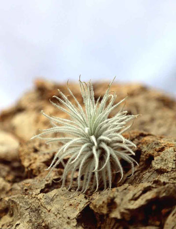 Tillandsia tectorum - 5 à 7 cm