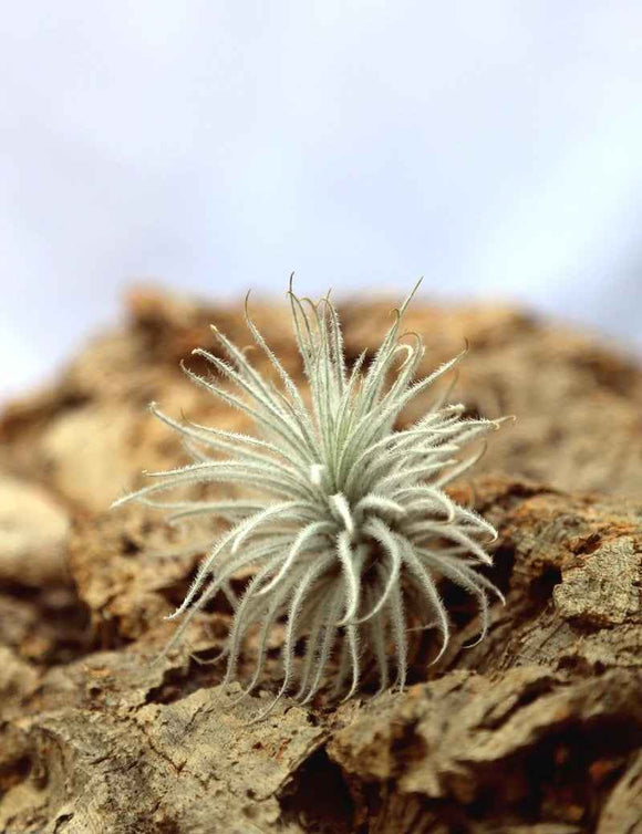 Tillandsia tectorum - 5 à 7 cm