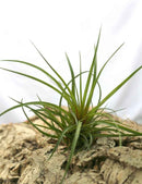 Tillandsia cyanea