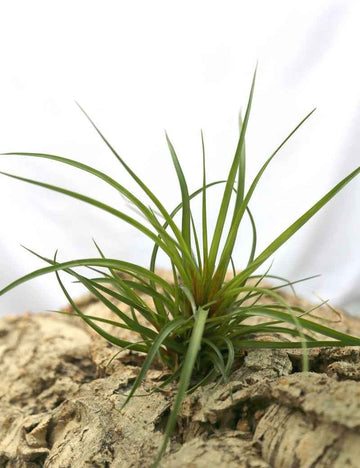 Tillandsia cyanea