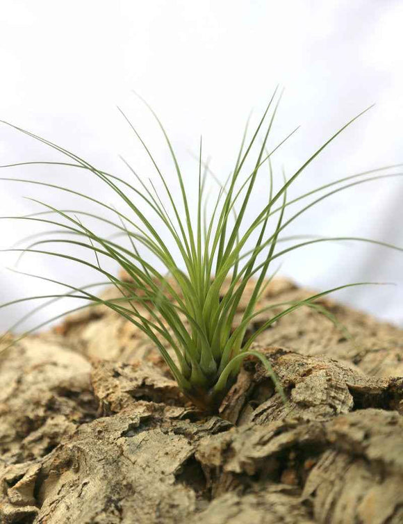 Tillandsia punctulata - 15 à 20 cm