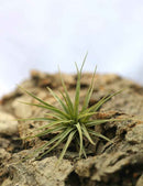 Tillandsia espinosa