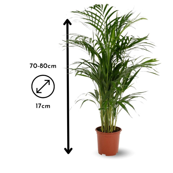 Areca Lutescens 80 cm - clicktofournisseur.com