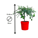 Citron Caviar Jaune 80 cm - clicktofournisseur.com