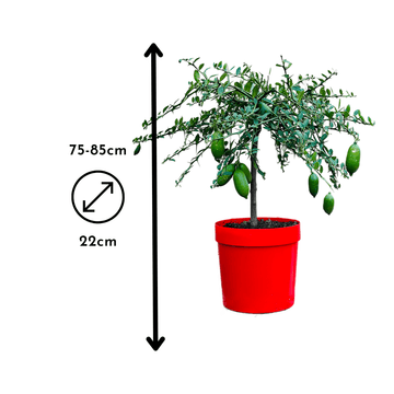 Citron Caviar Jaune 80 cm - clicktofournisseur.com