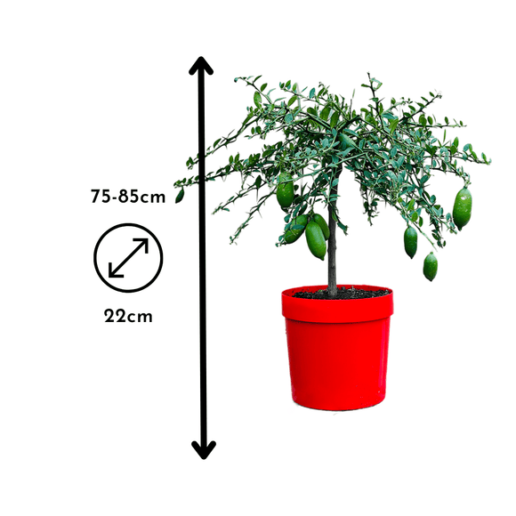 Citron Caviar Jaune 80 cm - clicktofournisseur.com