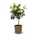 Bergamote 80 cm - clicktofournisseur.com