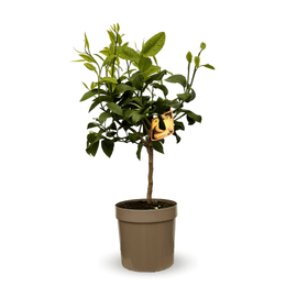 Bergamote 80 cm - clicktofournisseur.com