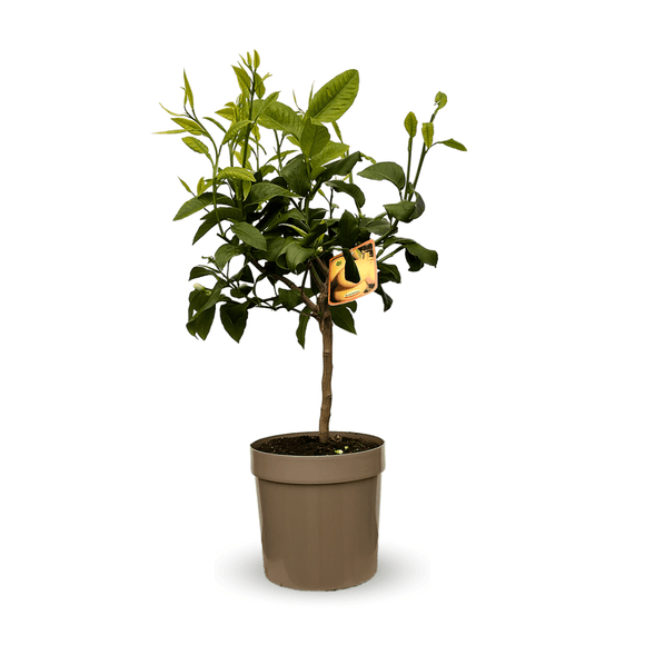 Bergamote 80 cm - clicktofournisseur.com