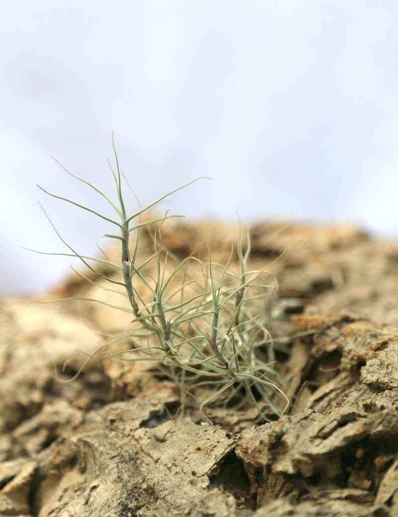 Tillandsia caerulea - 12 à 15 cm