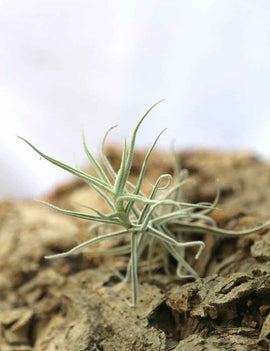 Tillandsia paleacea - 8 à 12 cm